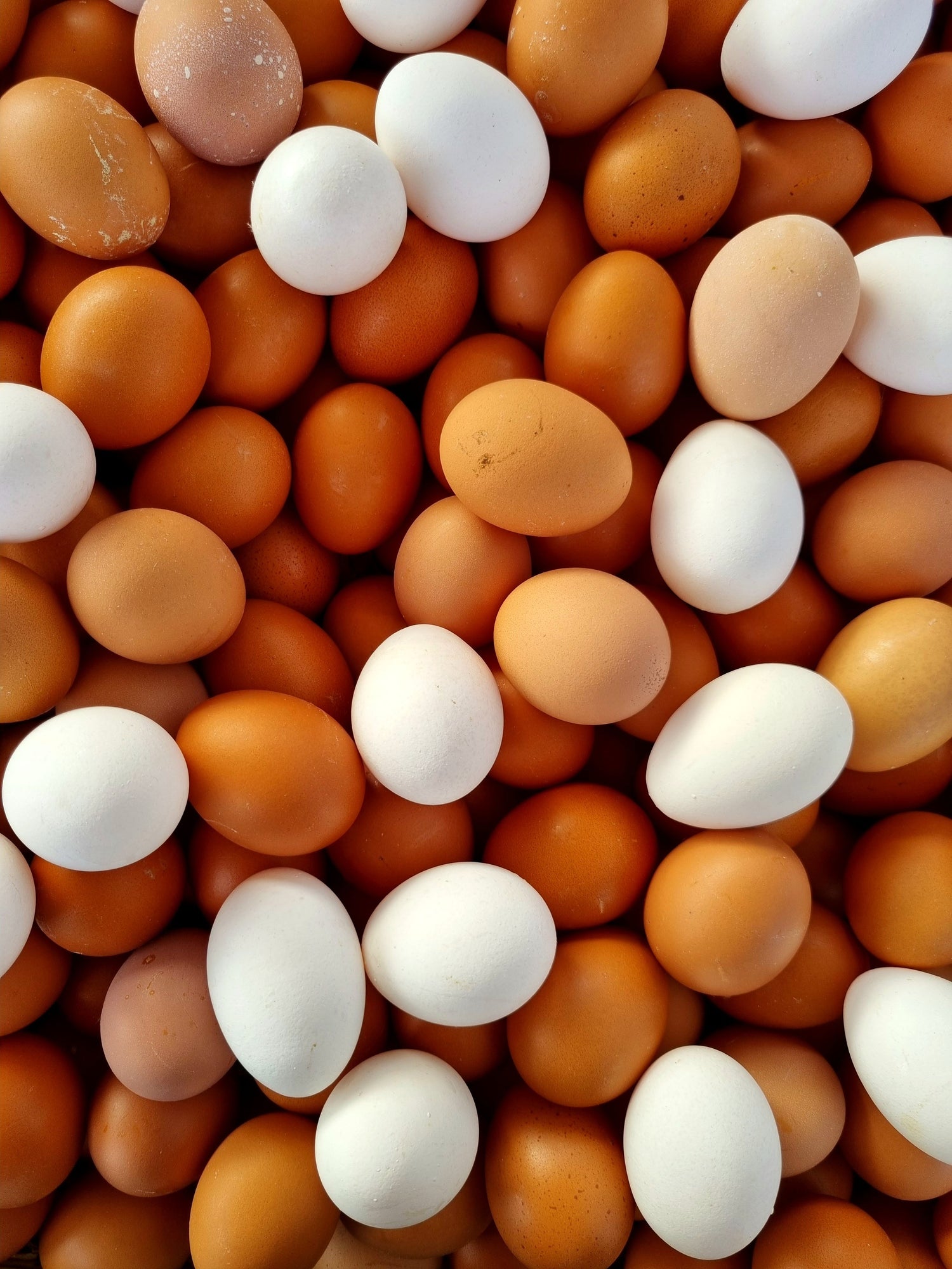 Golden Yolks: Quia Farms' Eggs