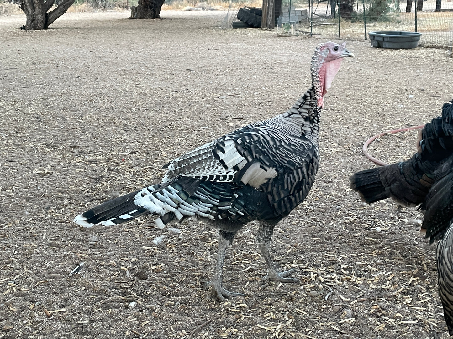 Thanksgiving Stars: Quia Farms Tom Turkeys (Live Bird or Processed)