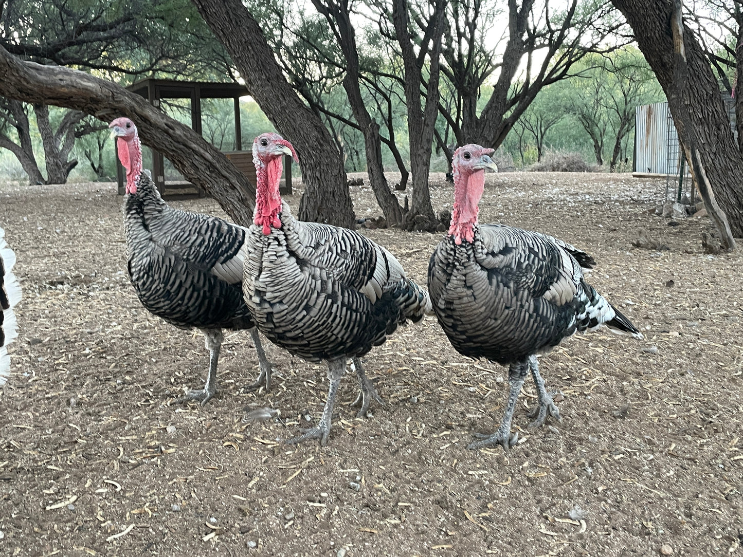 Thanksgiving Stars: Quia Farms Tom Turkeys (Live Bird or Processed)
