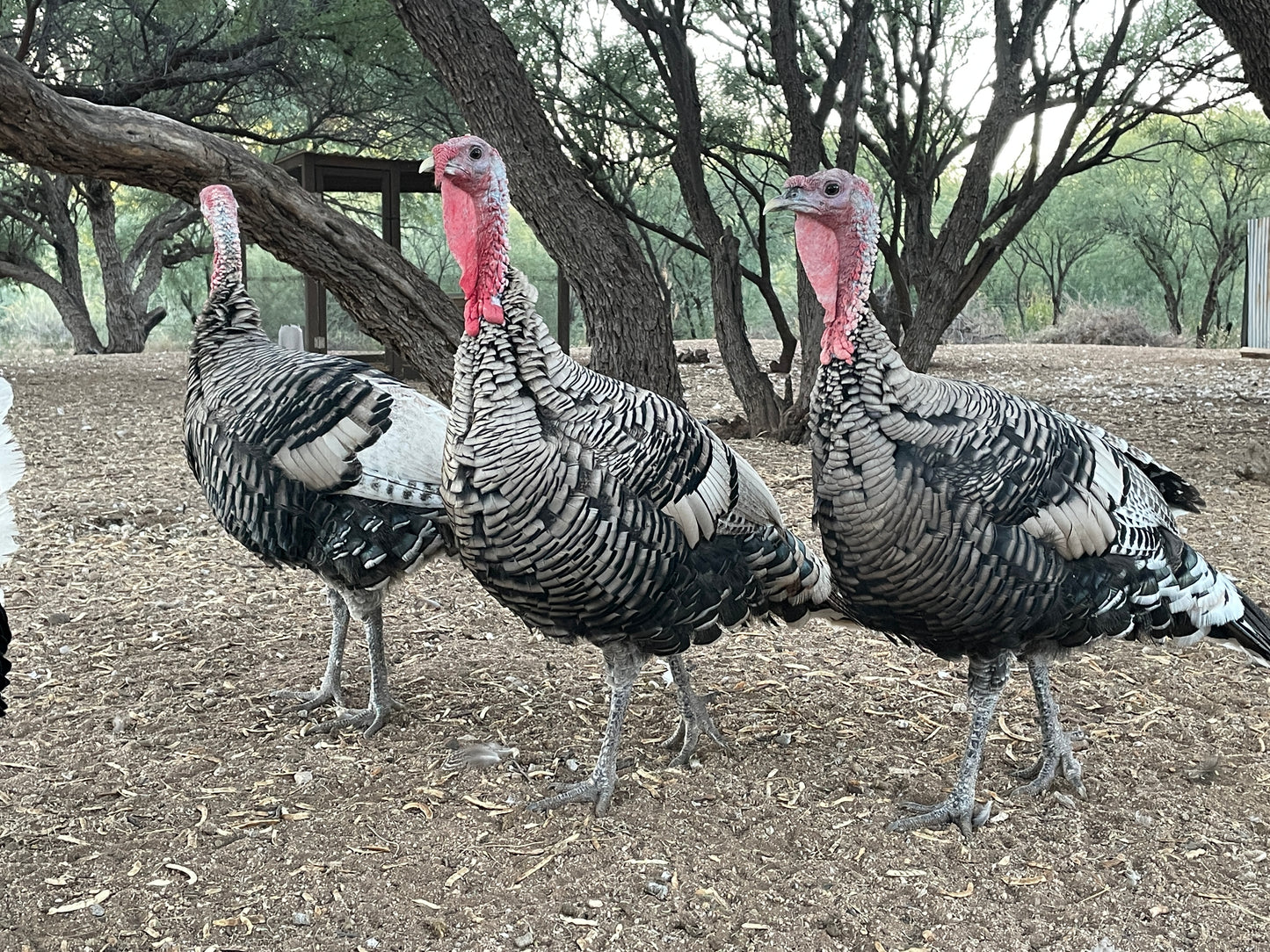 Thanksgiving Stars: Quia Farms Tom Turkeys (Live Bird or Processed)