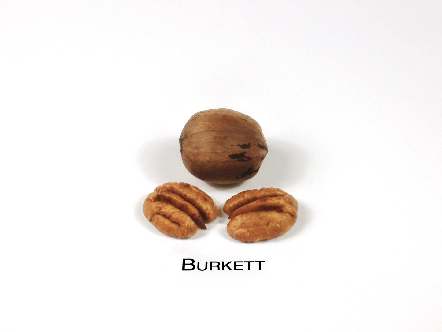 Quia Farms Saint David Signature Pecans (1/2 Pound - 8oz)