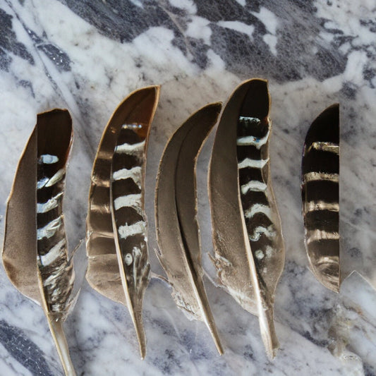 Quia Farms Plume Select Turkey Feathers